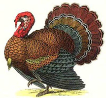 image of a turkey