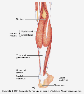 muscular system of the calf